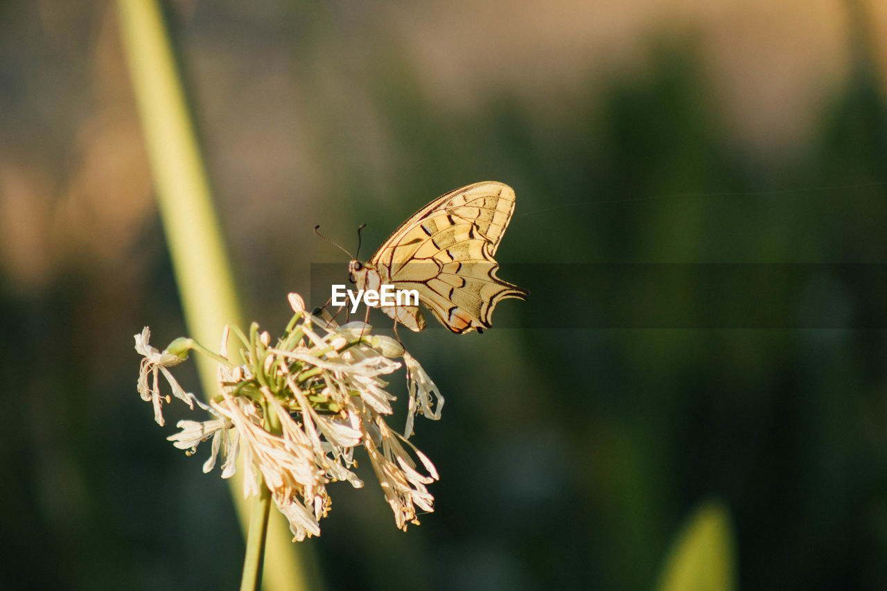 Yellow butterfly mariposa in white flower