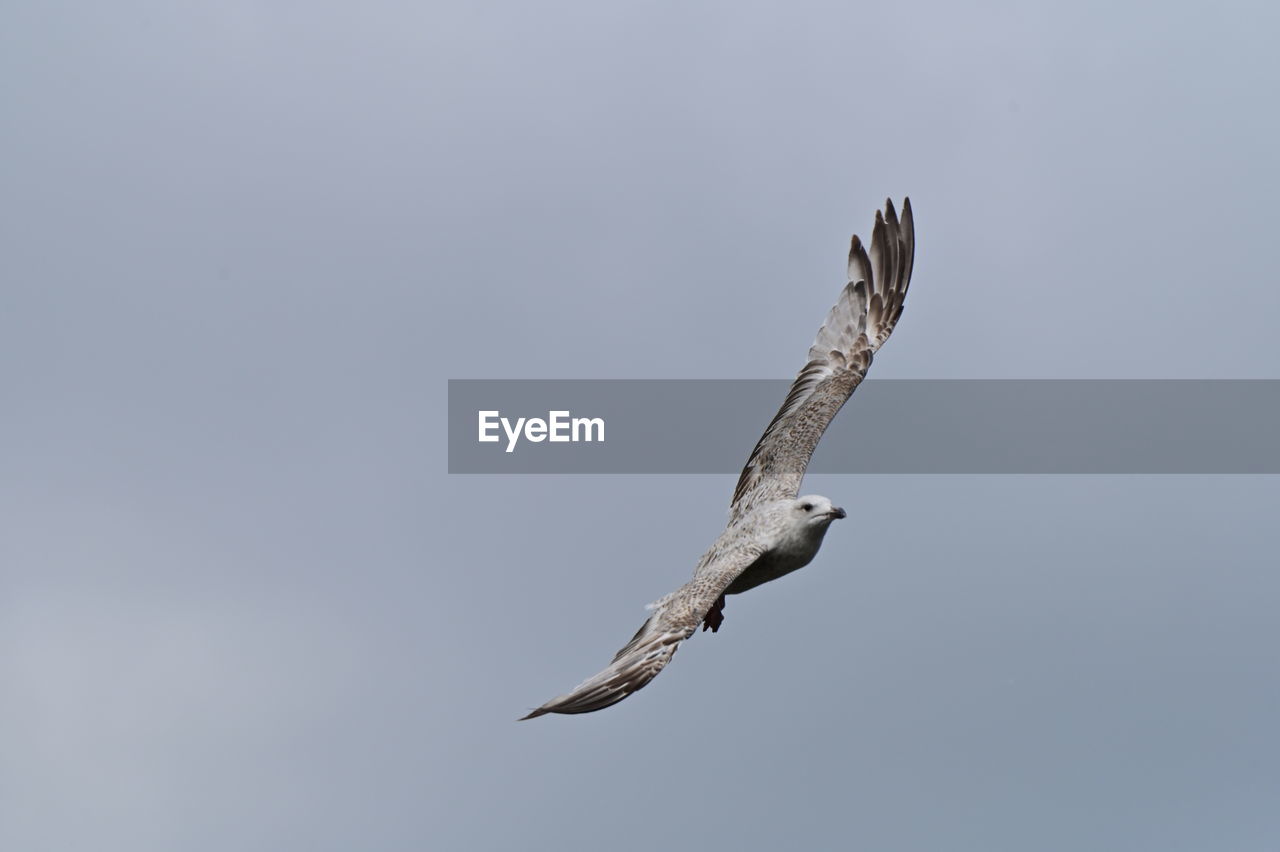 animal themes, animal wildlife, animal, bird, wildlife, flying, one animal, bird of prey, spread wings, animal body part, no people, mid-air, eagle, wing, nature, sky, copy space, falcon, buzzard, motion, full length, low angle view, outdoors, animal wing, day