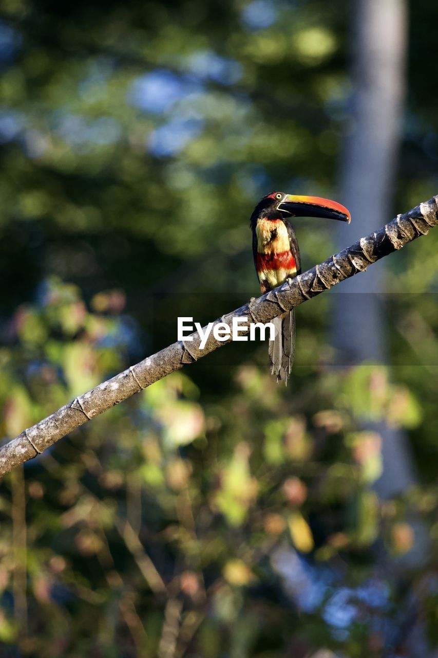 Close-up of bird perching on a branch