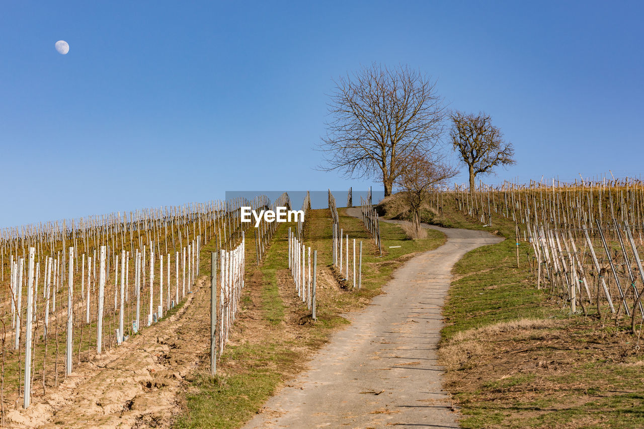 A vineyard in the south of germany invites you to go hiking in sunshine and the moon
