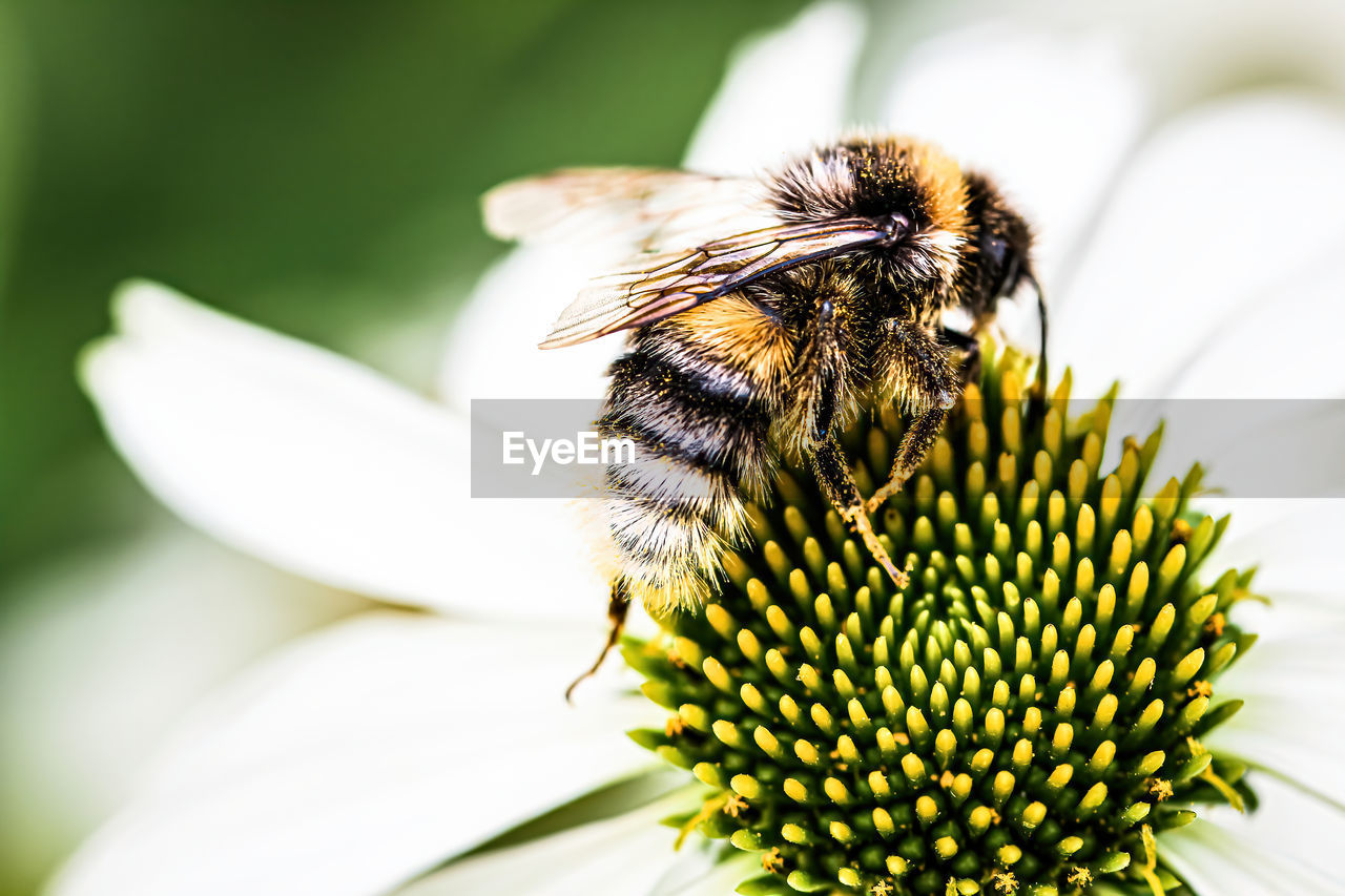 CLOSE-UP OF HONEY BEE ON FLOWER