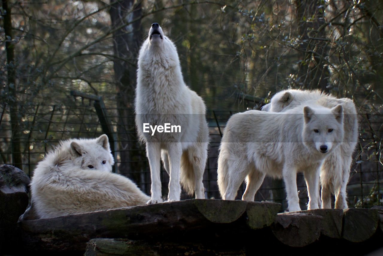 Arctic wolves on wood in zoo