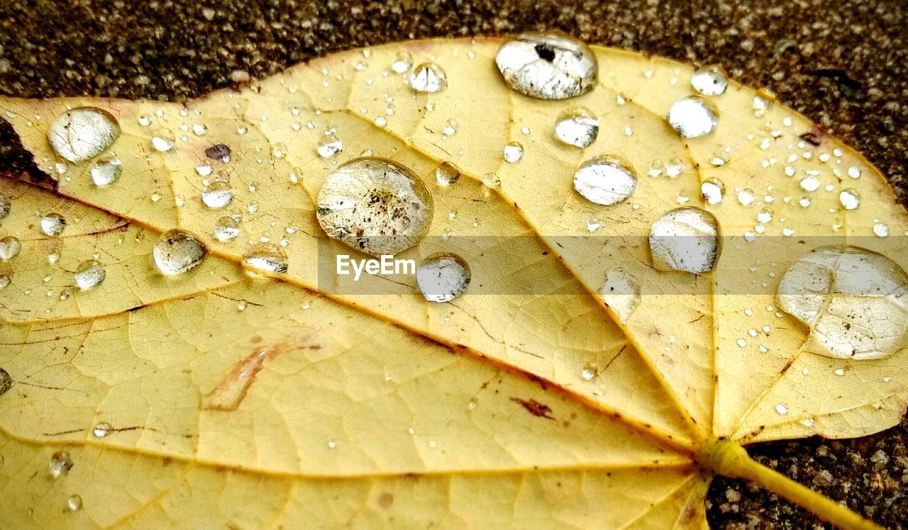 CLOSE-UP OF WATER DROPS ON LEAVES