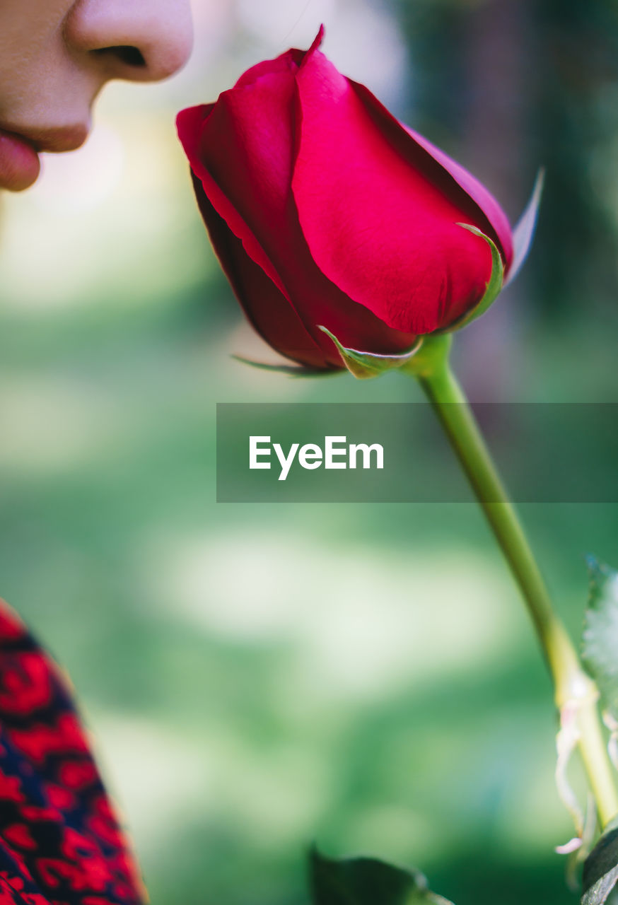 Close-up of woman smelling red rose