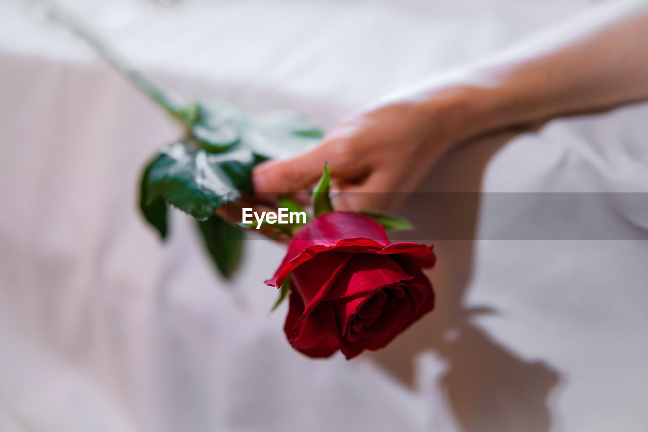 midsection of woman holding rose