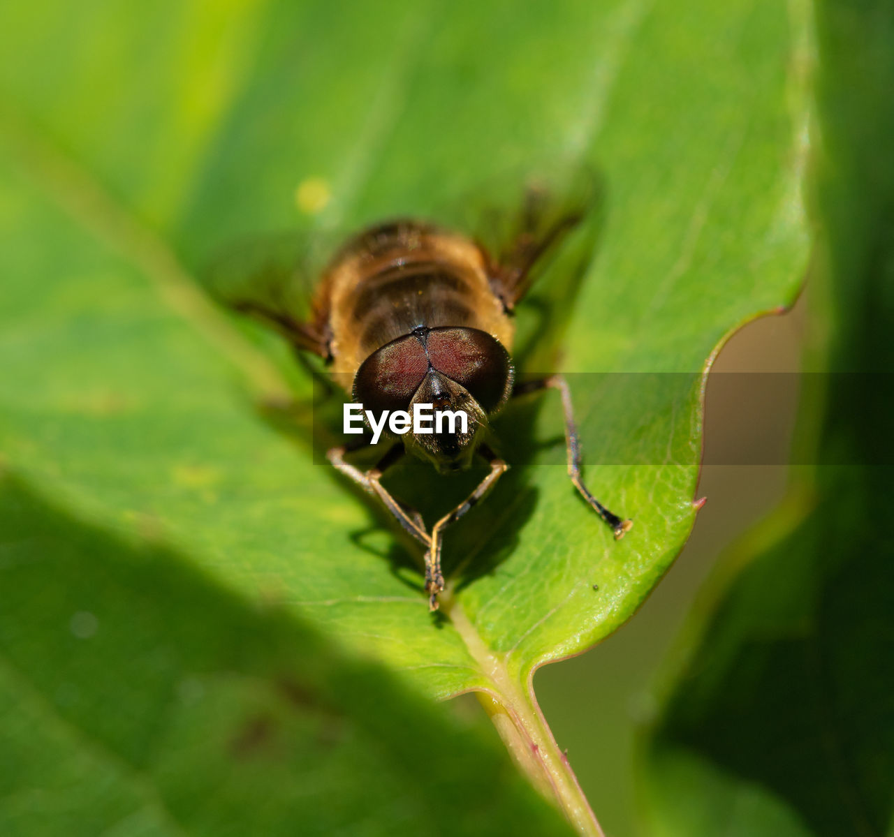 CLOSE-UP OF INSECT