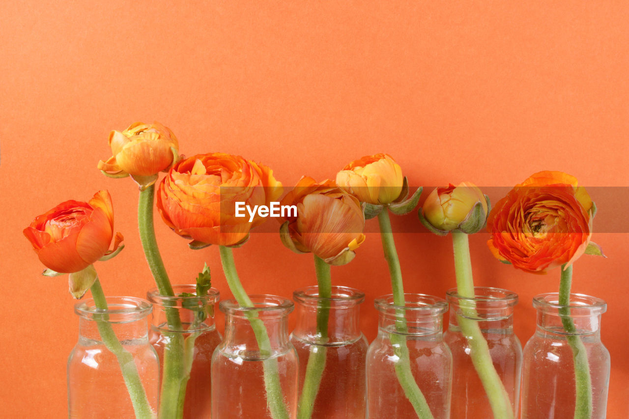 CLOSE-UP OF ROSES IN VASE AGAINST ORANGE WALL