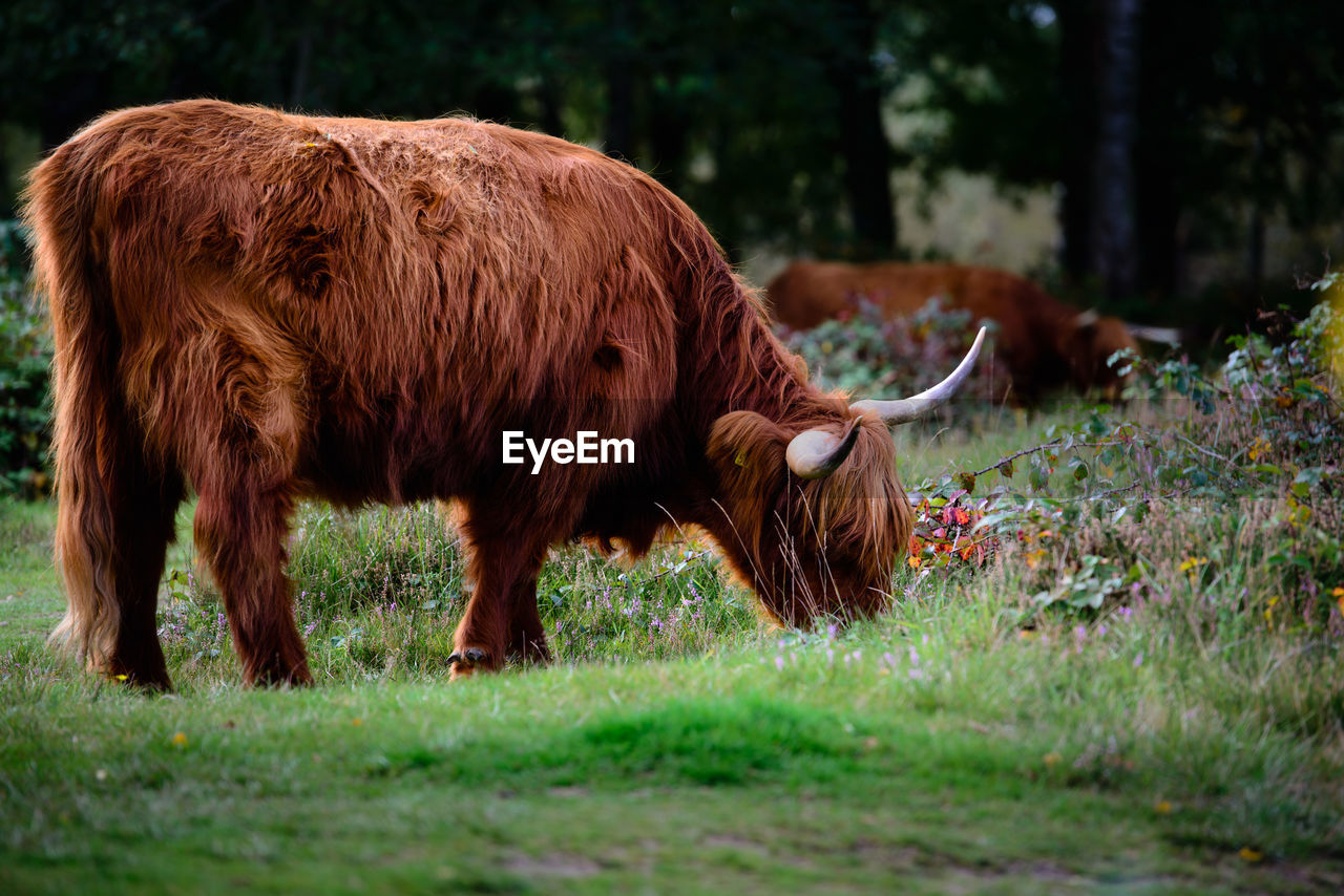 Highland cattle in forest