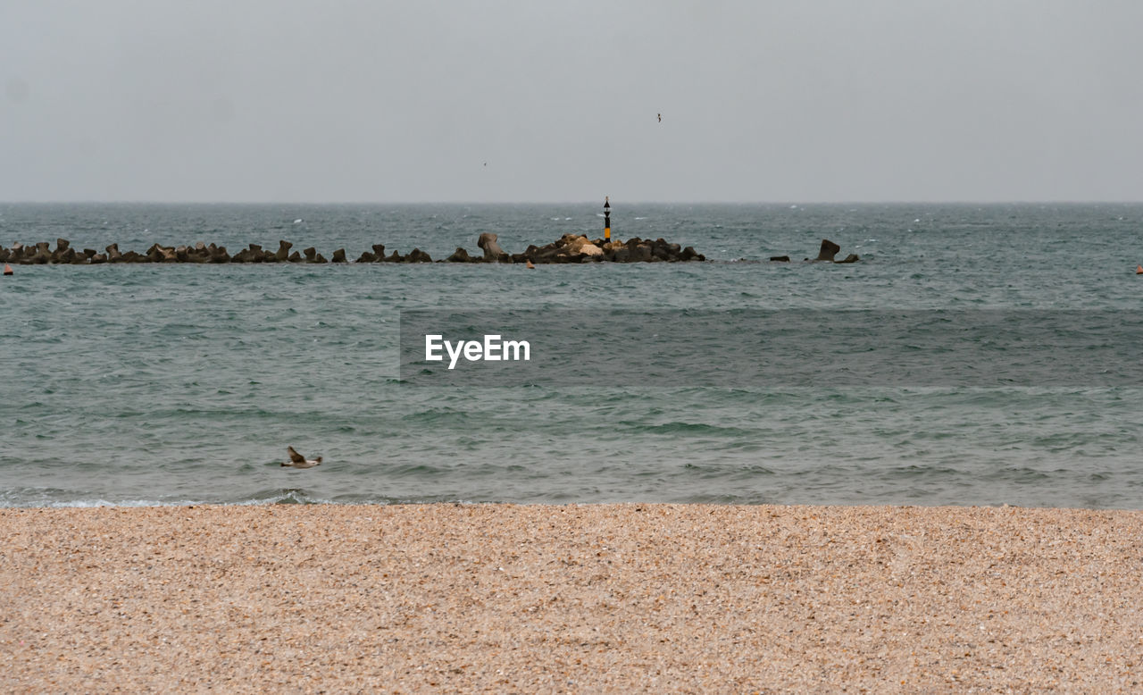 Scenic view of sea against clear sky with gull floating