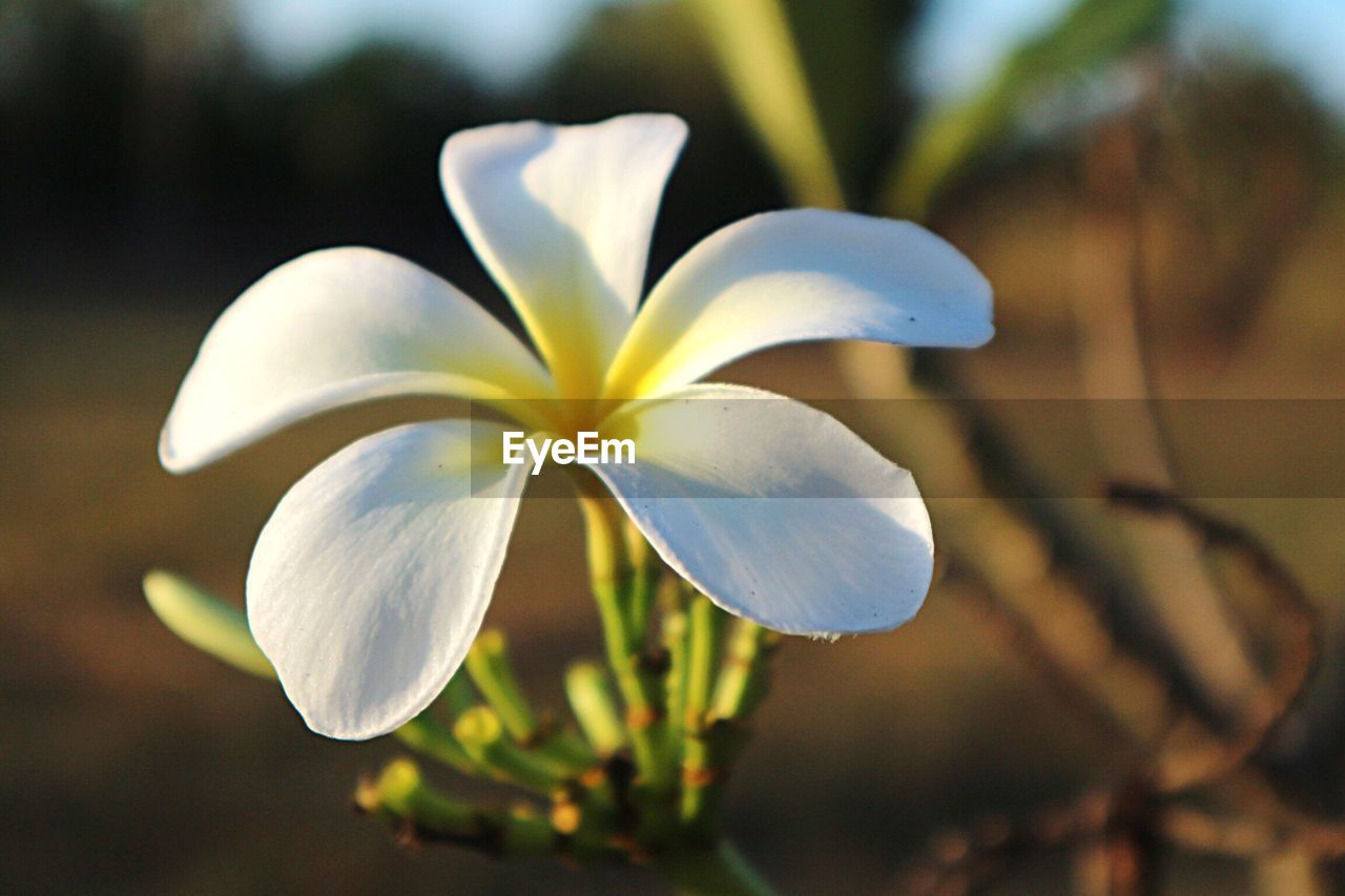 CLOSE-UP OF WHITE FLOWERS BLOOMING OUTDOORS