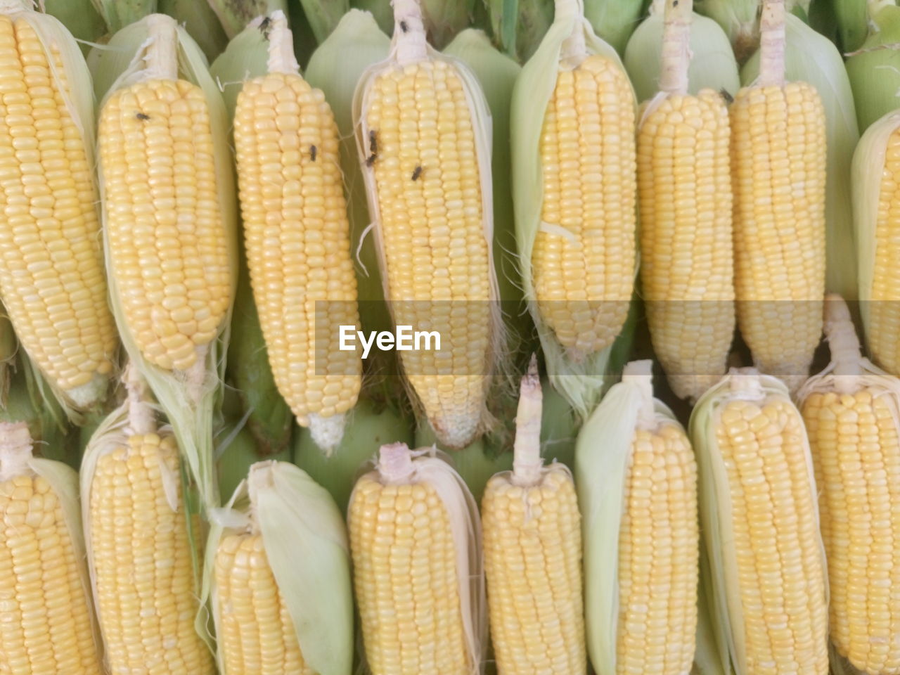 Directly above shot of corns for sale at market