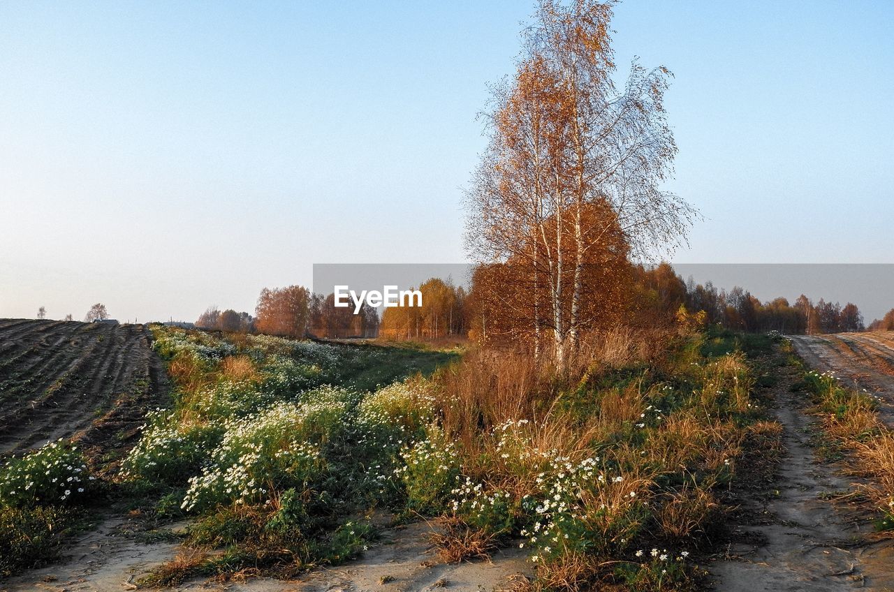 PLANTS GROWING ON LAND