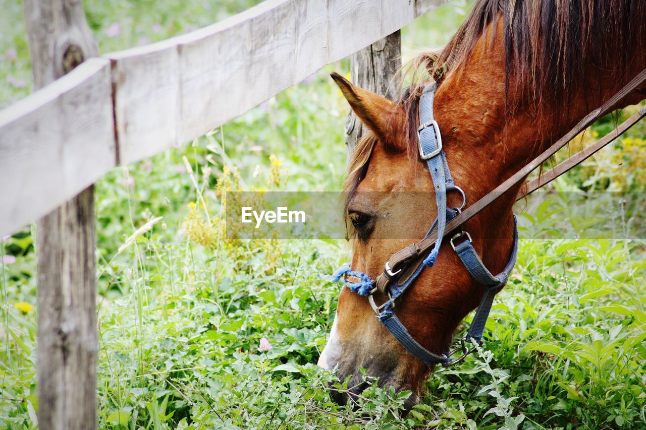 HORSE STANDING ON FIELD