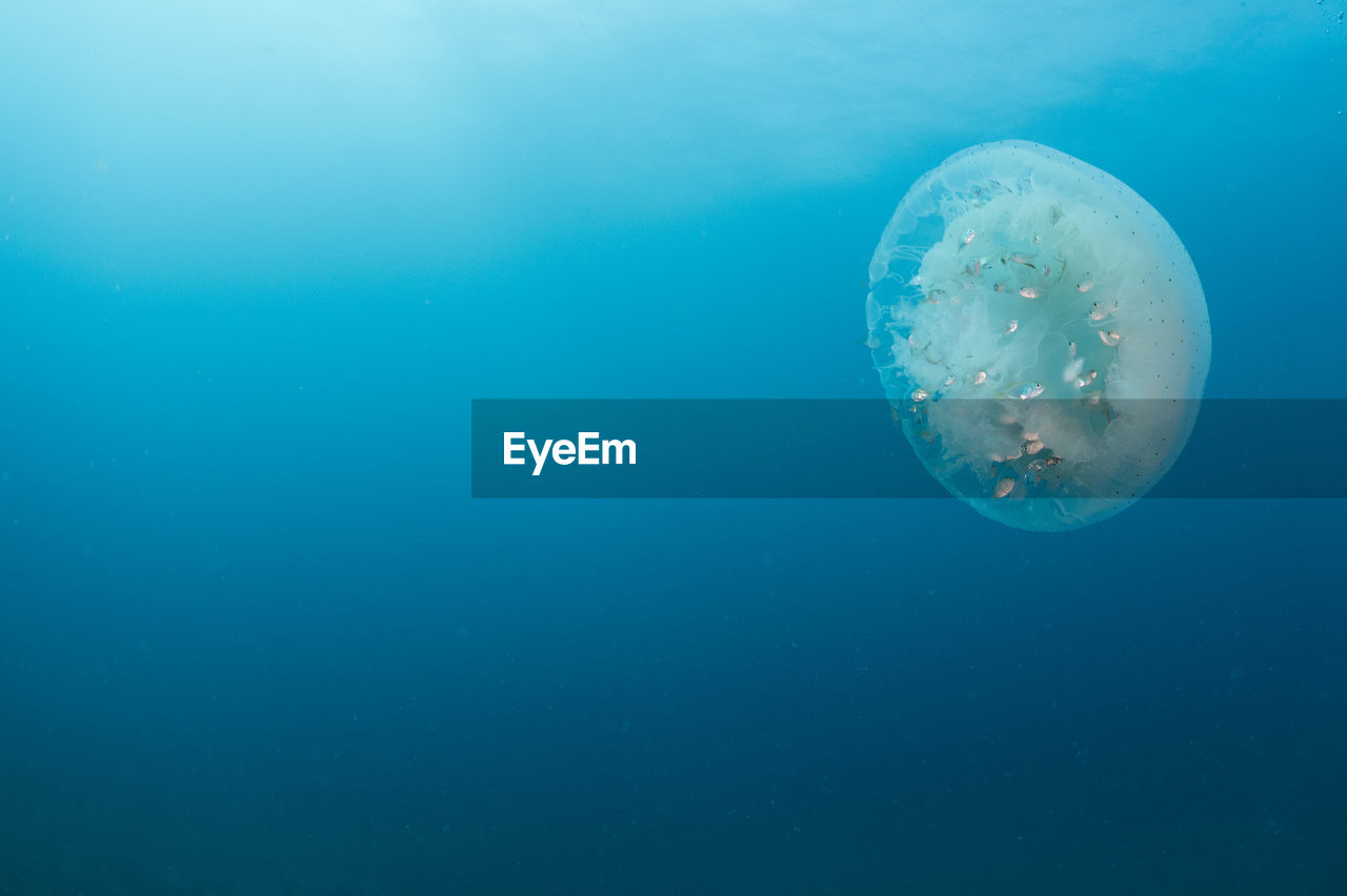 Close-up of jellyfish swimming undersea