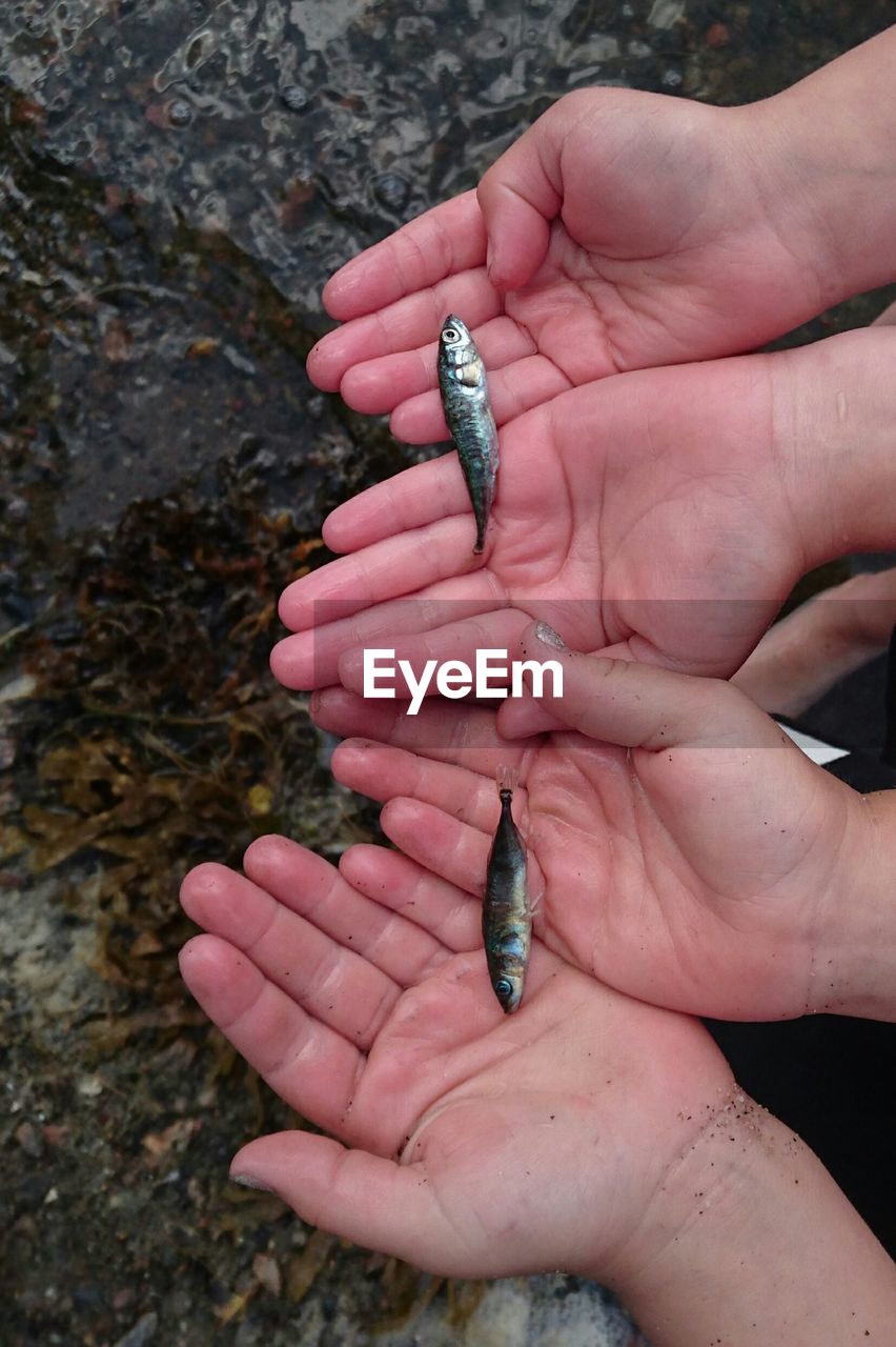 Cropped hands holding fish