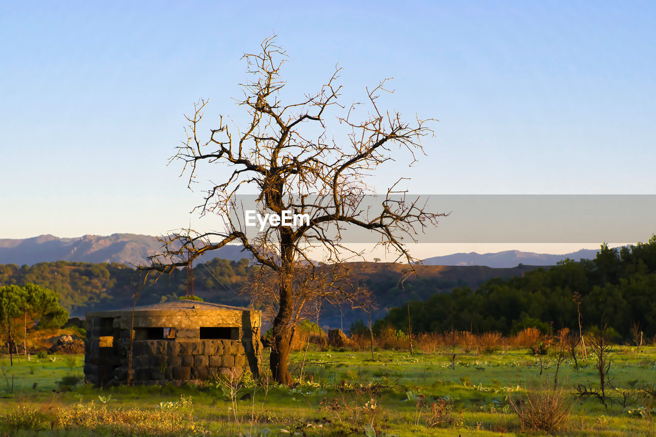 Bare tree on field against clear sky