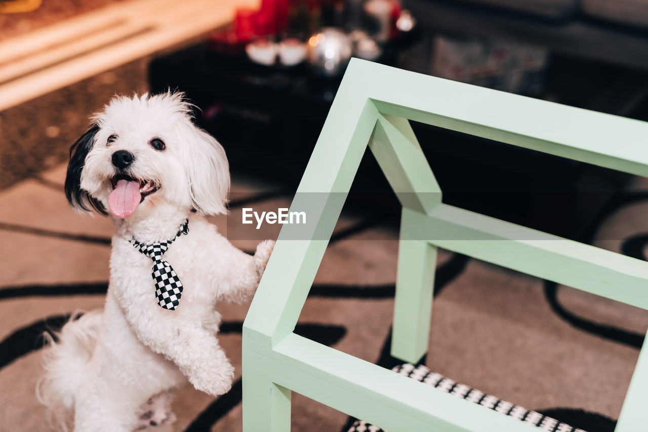 CLOSE-UP OF DOG SITTING ON CHAIR