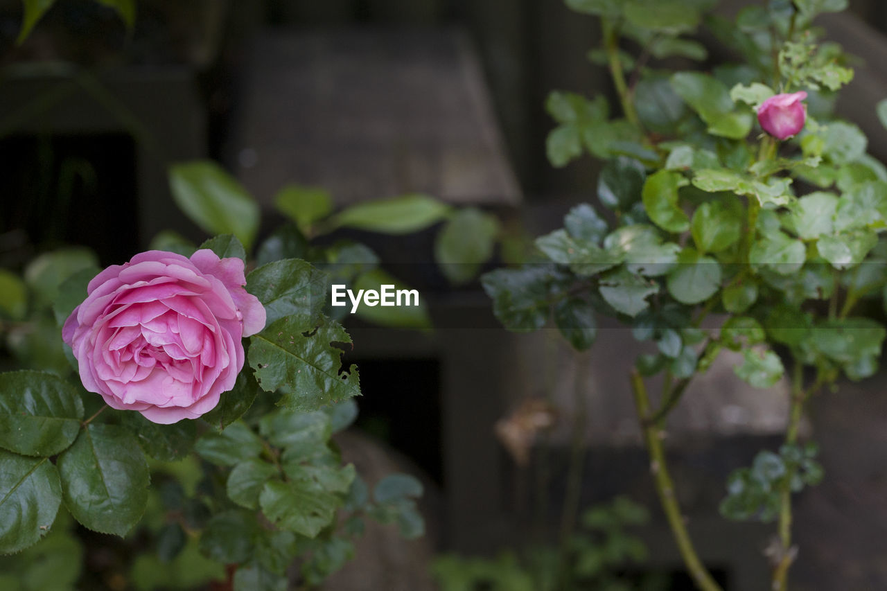 Close-up of pink rose