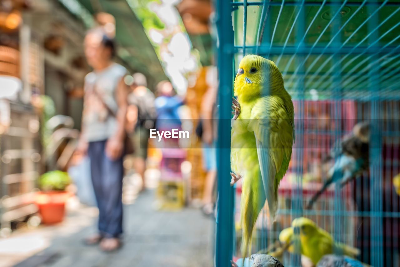 Close-up of parakeet in birdcage