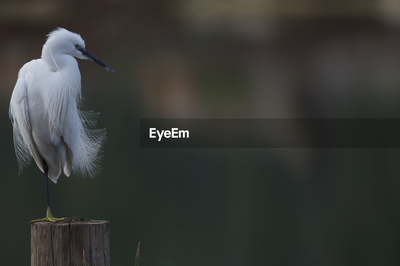 BIRD PERCHING ON WOODEN POST