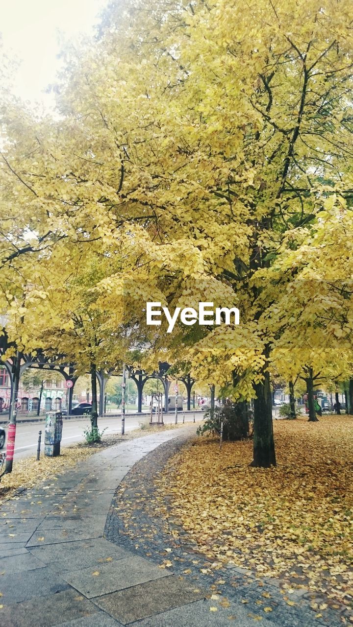 TREES IN AUTUMN