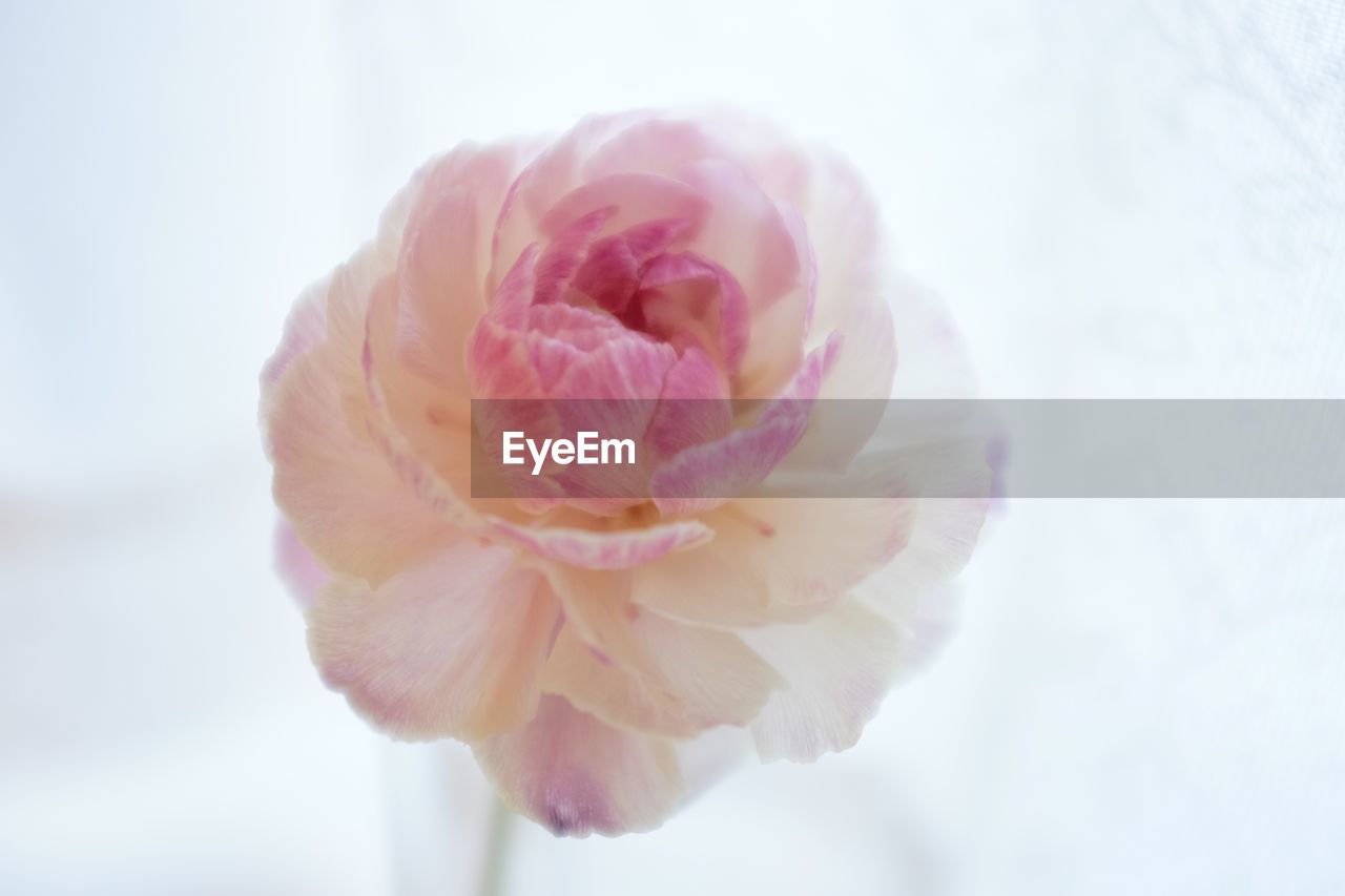 Macro shot of pink rose flower