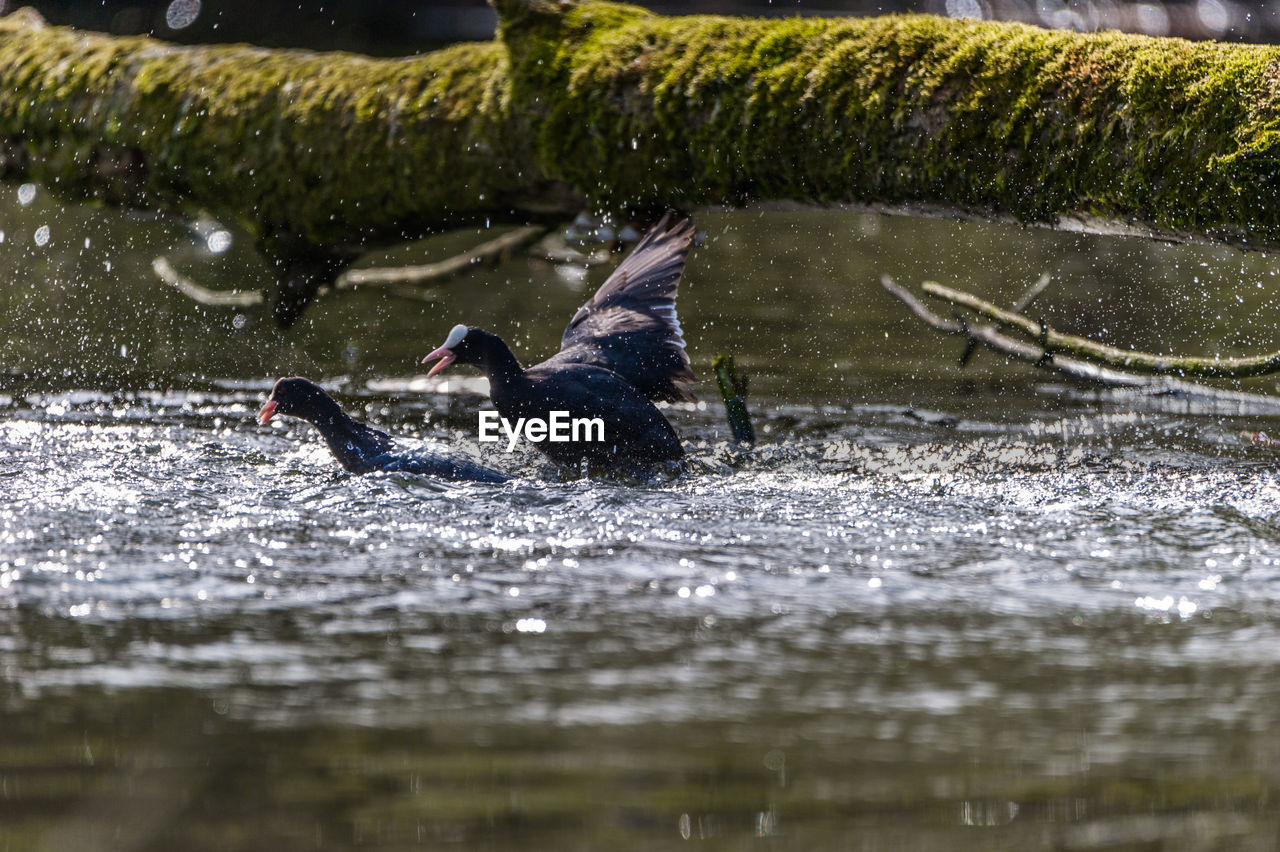 Birds swimming in lake