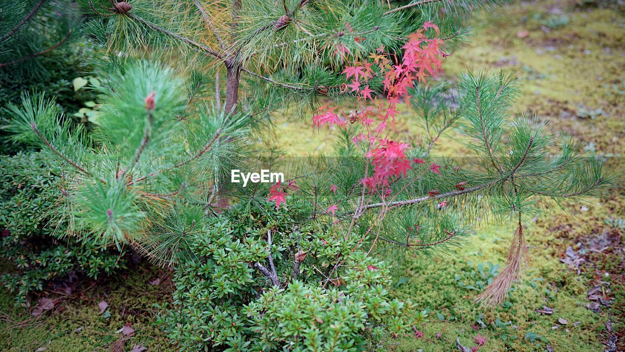 FLOWERING PLANTS ON FIELD