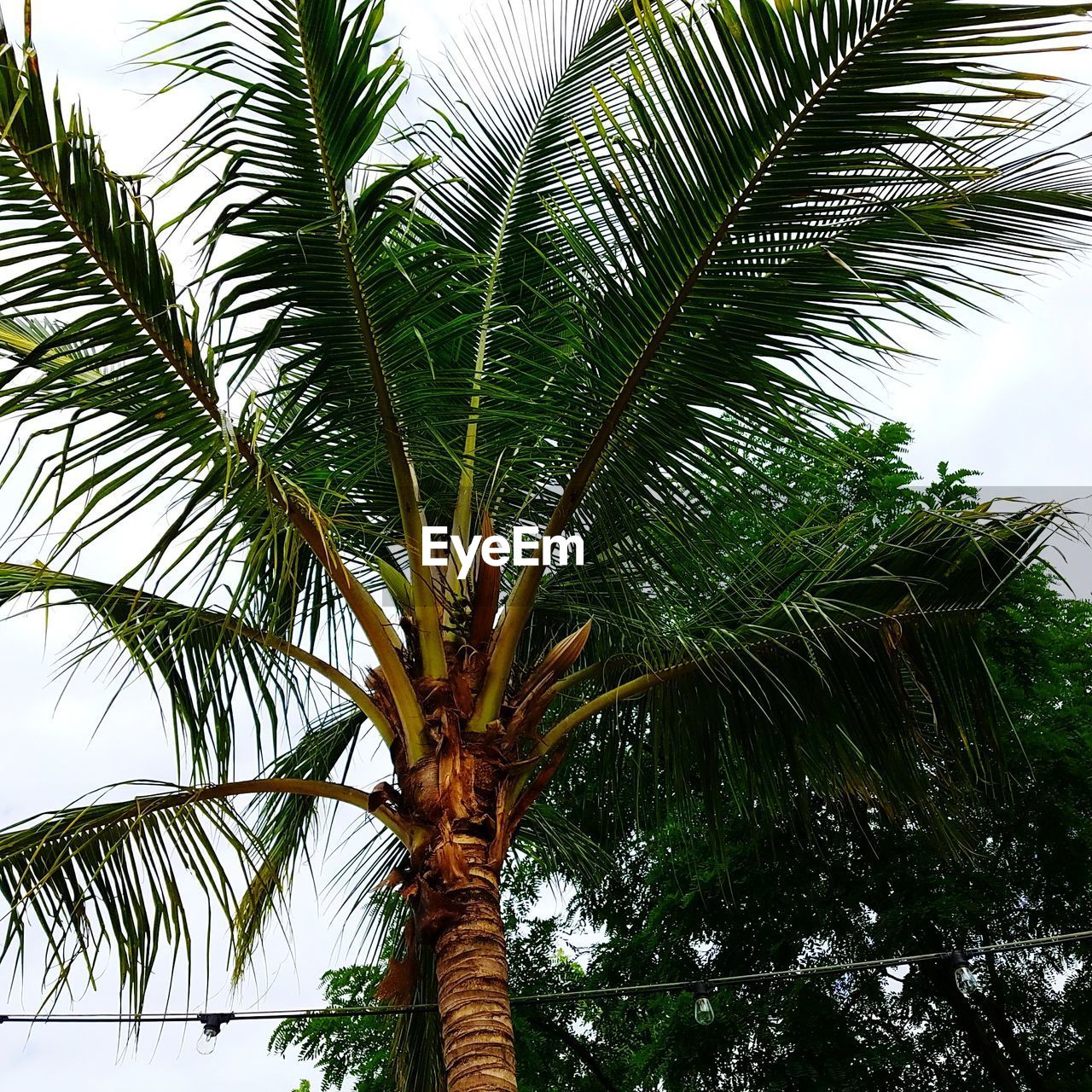 LOW ANGLE VIEW OF TREES AGAINST SKY