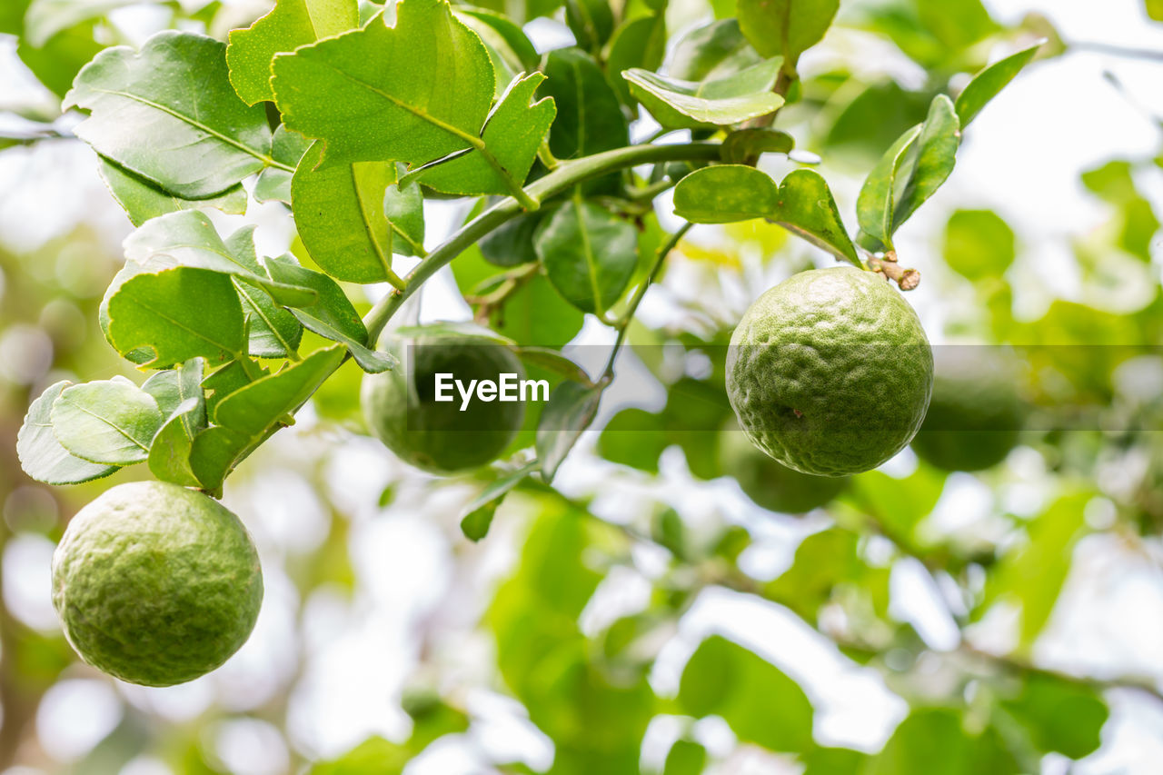 Close-up of kaffir lime on tree