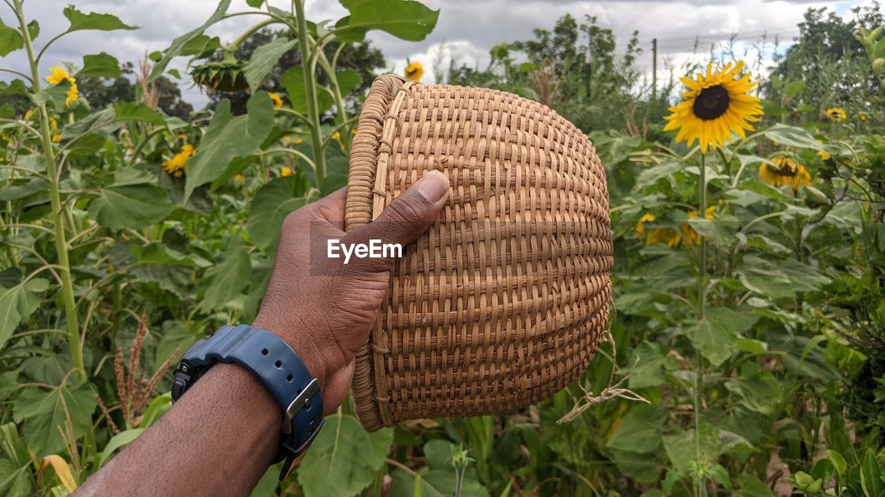 agriculture, plant, hand, field, one person, growth, nature, flower, freshness, adult, rural scene, food, crop, flowering plant, holding, landscape, food and drink, day, sunflower, outdoors, personal perspective, lifestyles, beauty in nature, land, farm, harvesting, produce, green, occupation, leaf, gardening, yellow, plant part, leisure activity, farmer, close-up, men, basket, healthy eating, garden, sky, picking, fruit