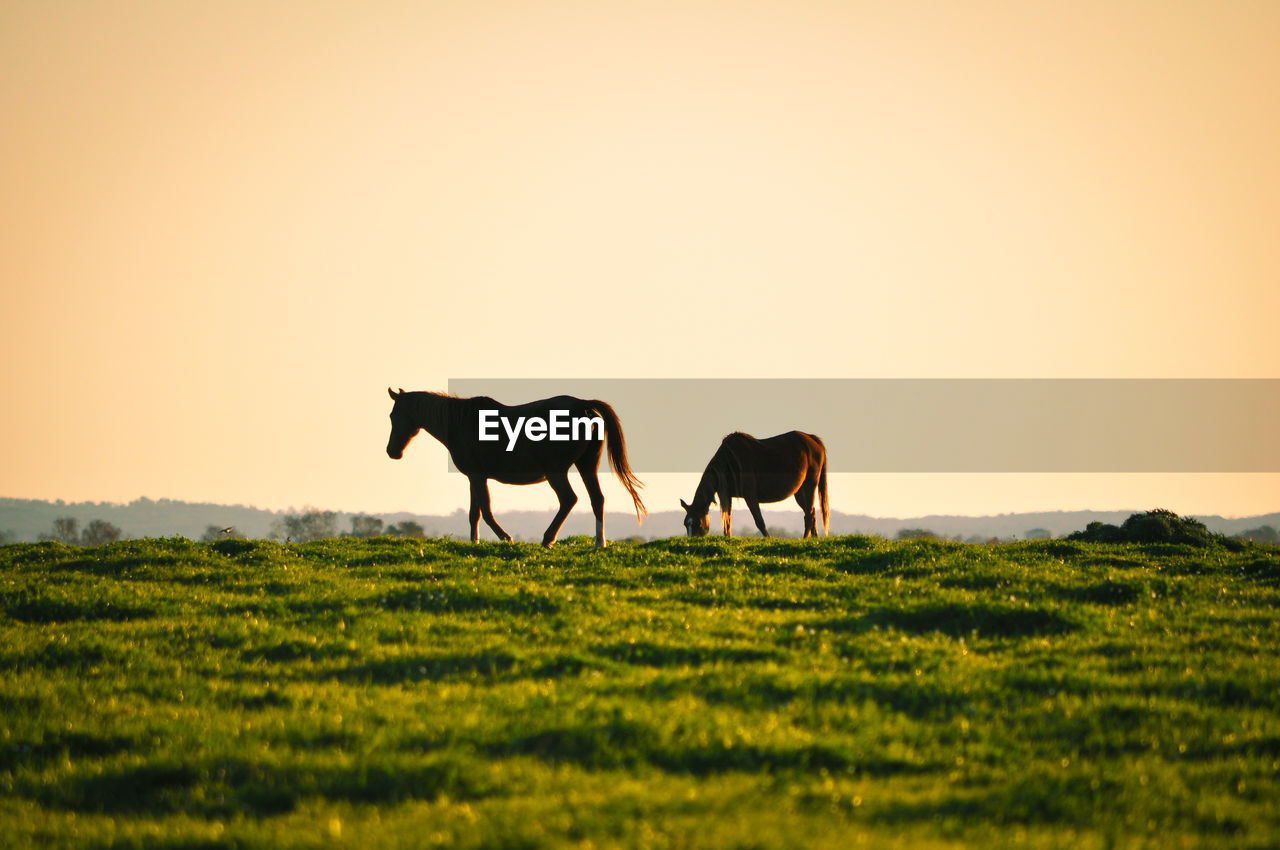 Horses in a field