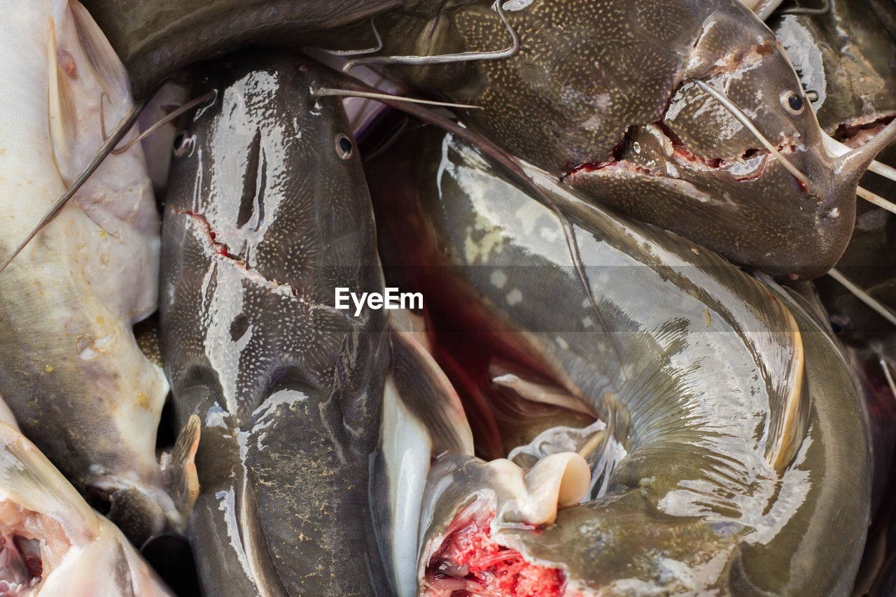 High angle view of fish for sale in market