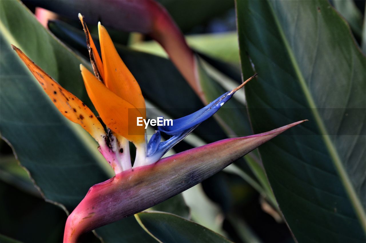Close-up of flowering bird of paradise plant