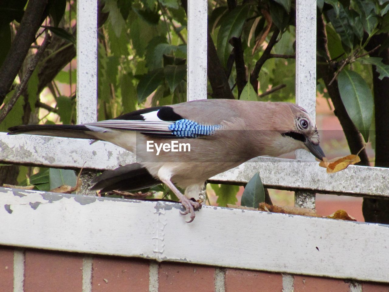 PIGEONS PERCHING ON TREE