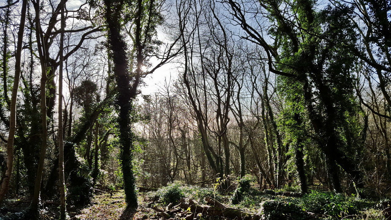 LOW ANGLE VIEW OF BARE TREES IN FOREST