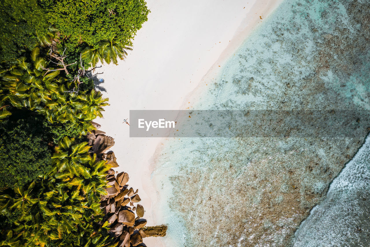 Aerial view of trees growing at beach