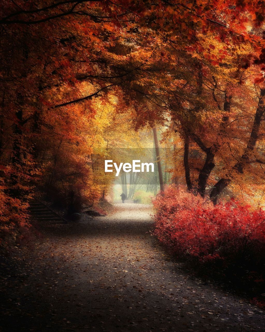 VIEW OF TREES IN FOREST DURING AUTUMN