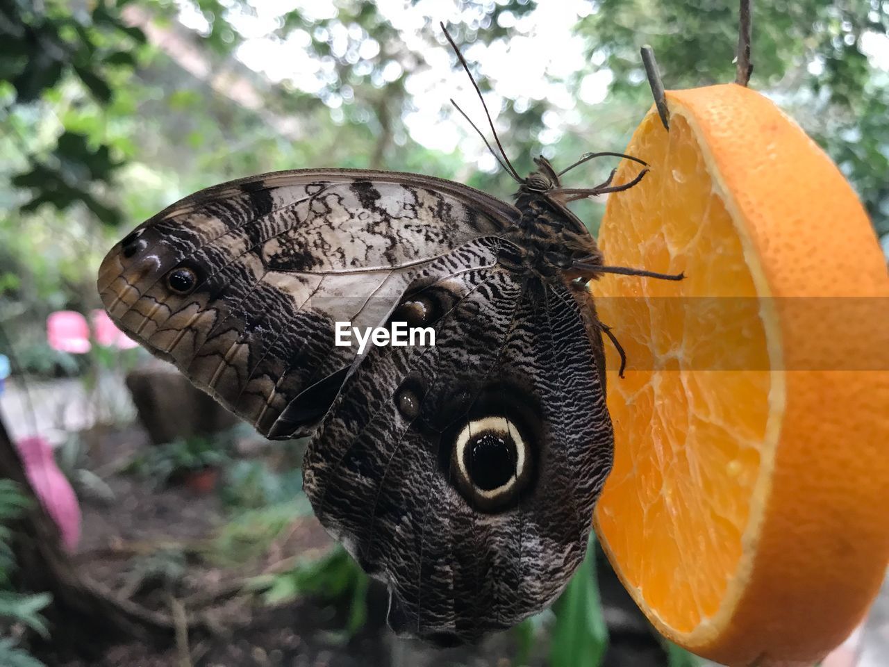 CLOSE-UP OF ORANGE BUTTERFLY