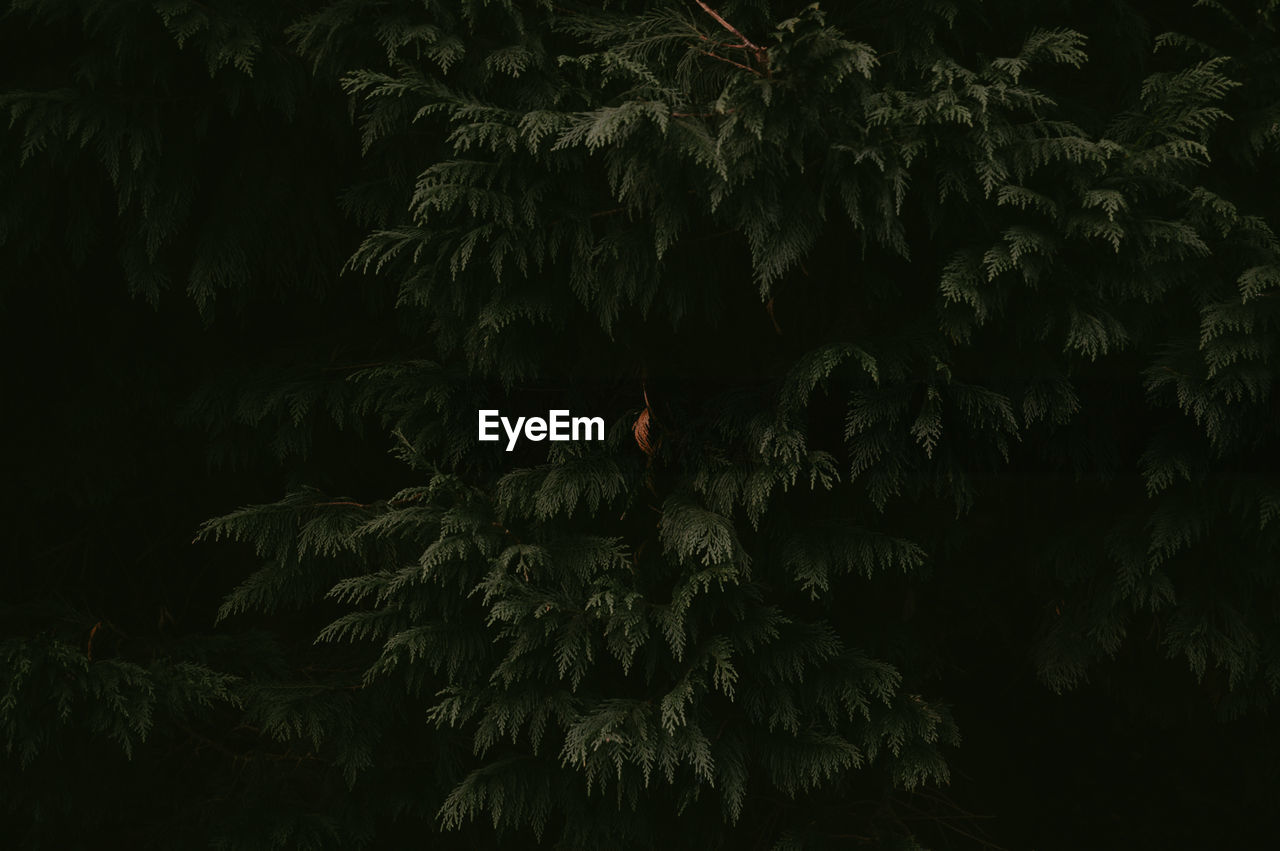 Low angle view of trees at night