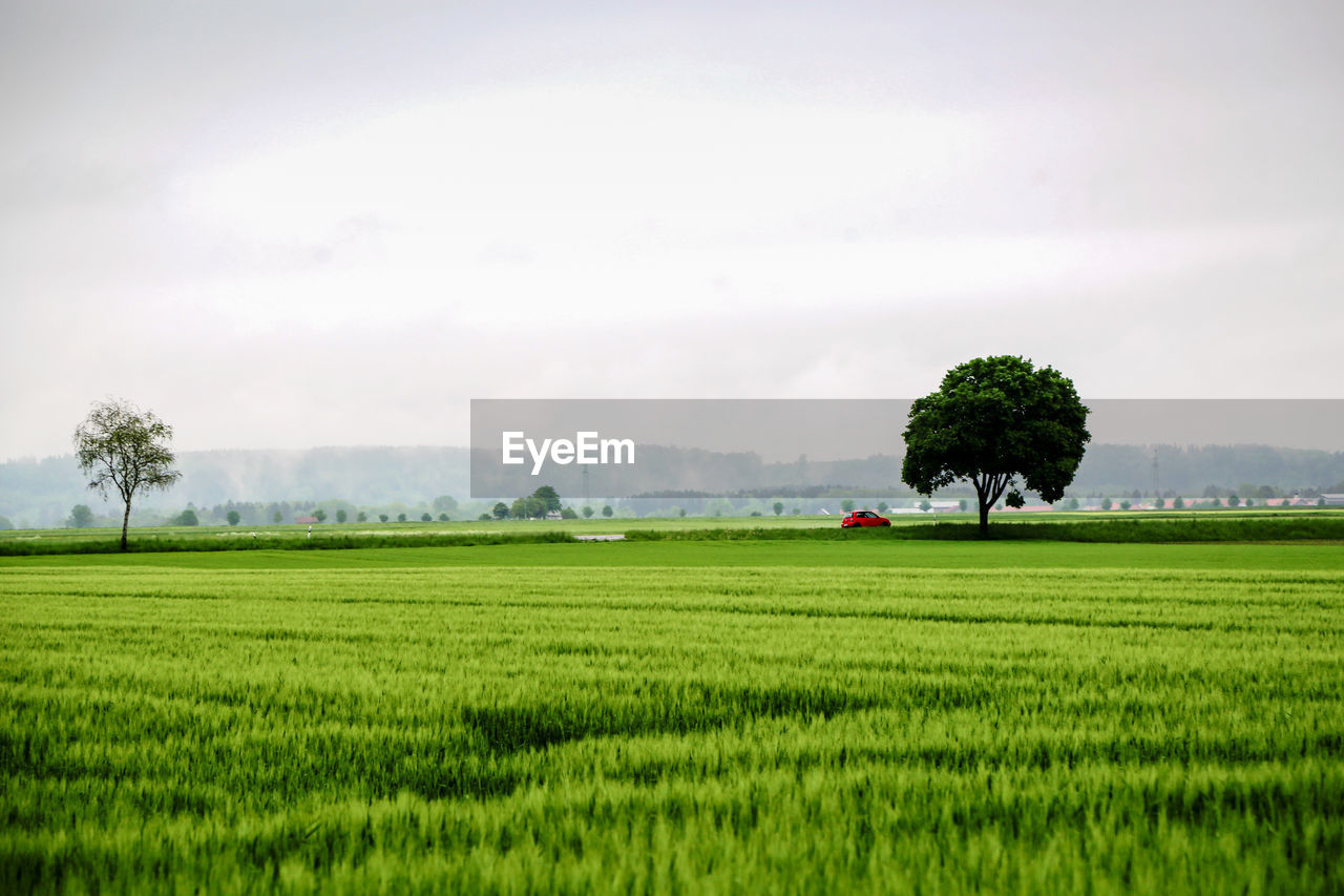 VIEW OF RURAL LANDSCAPE