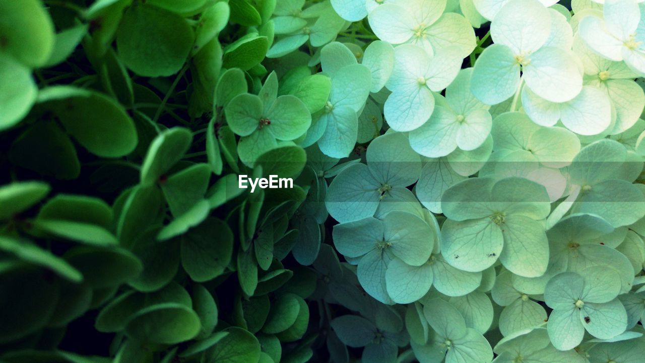 CLOSE-UP OF HYDRANGEA FLOWERS