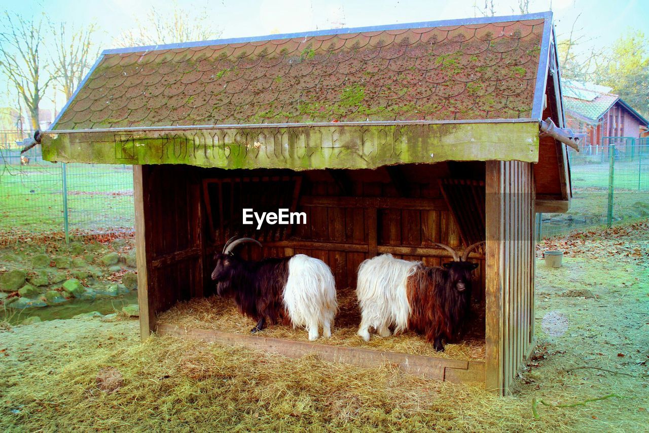 Full length side view of goats in shed