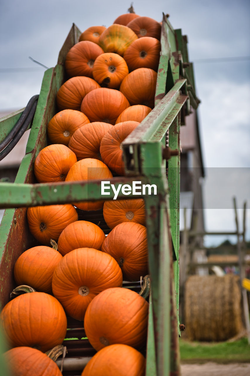LOW ANGLE VIEW OF PUMPKINS IN FARM