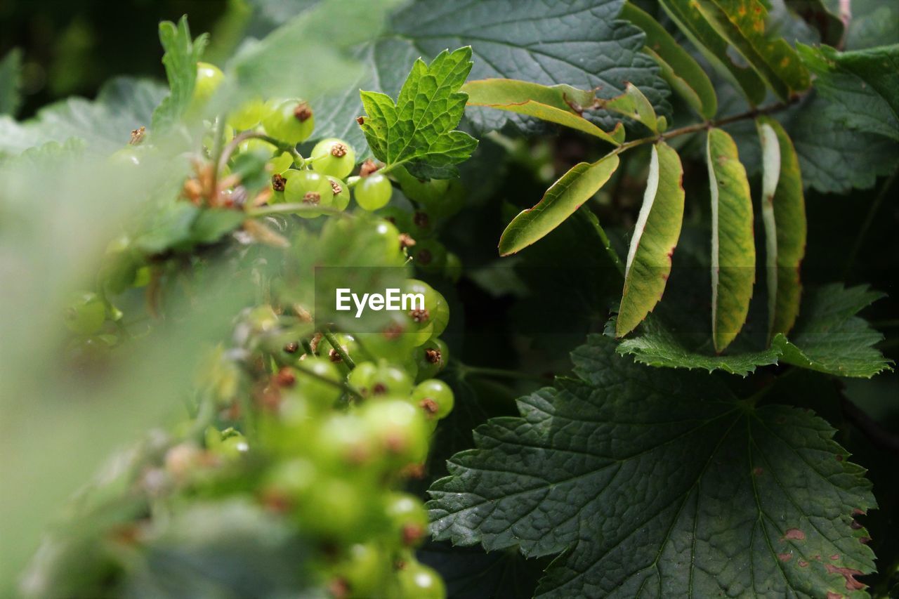 plant, leaf, plant part, food and drink, food, green, nature, healthy eating, growth, tree, fruit, flower, produce, freshness, no people, shrub, agriculture, outdoors, close-up, beauty in nature, selective focus, day, land, branch, environment, vegetable, landscape, wellbeing, berry, social issues, summer, crop