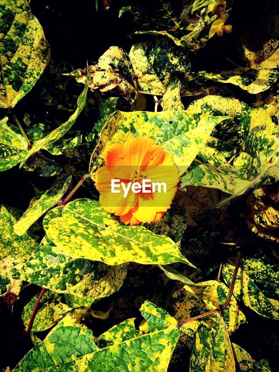 CLOSE-UP OF YELLOW FLOWERS BLOOMING