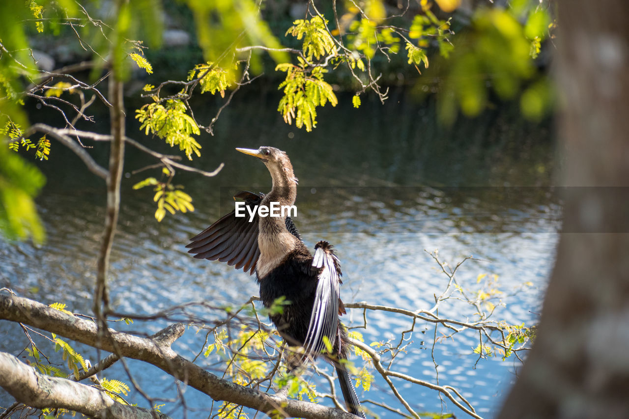 Anhinga drying wings in tree