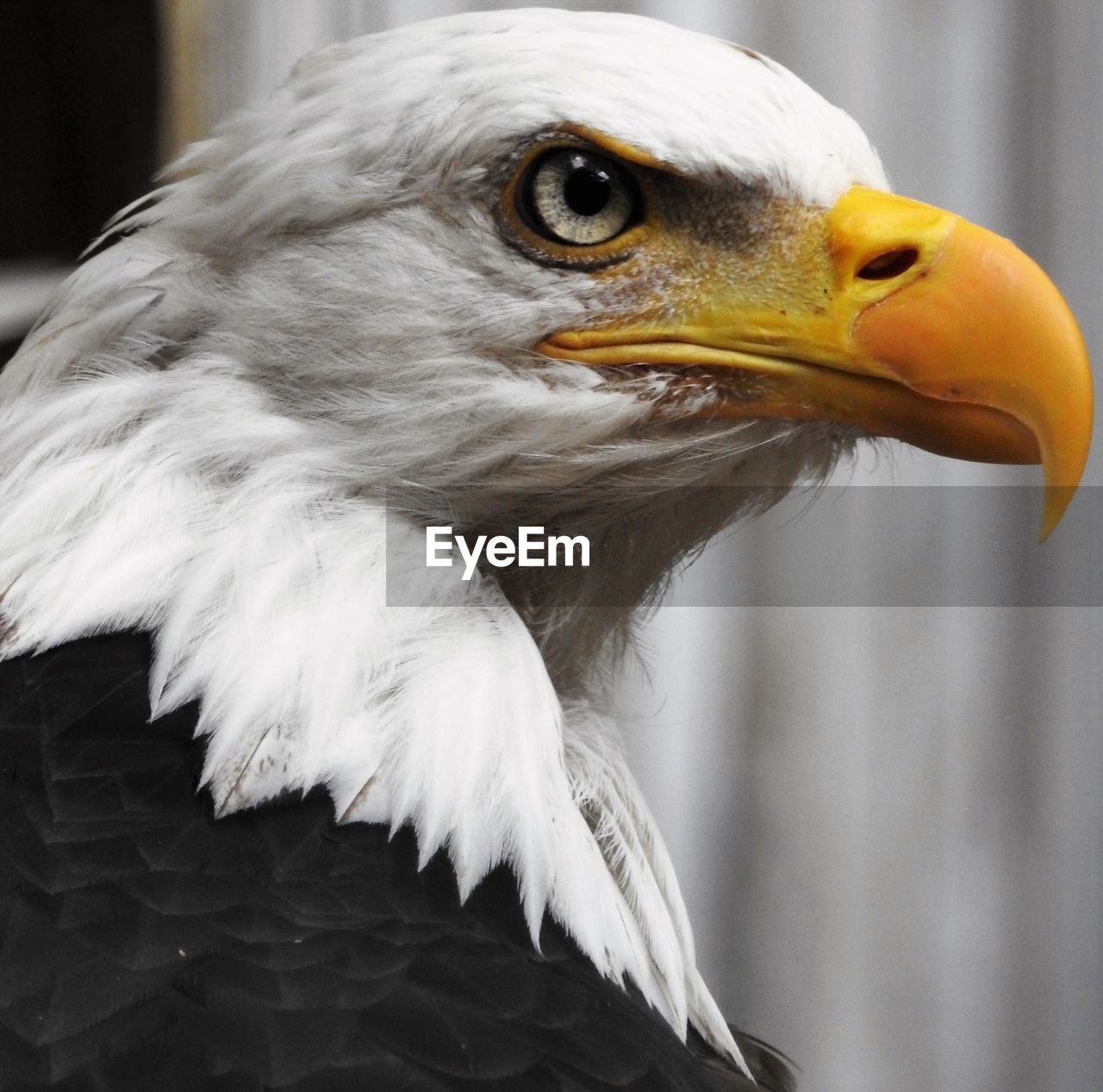Close-up of american eagle