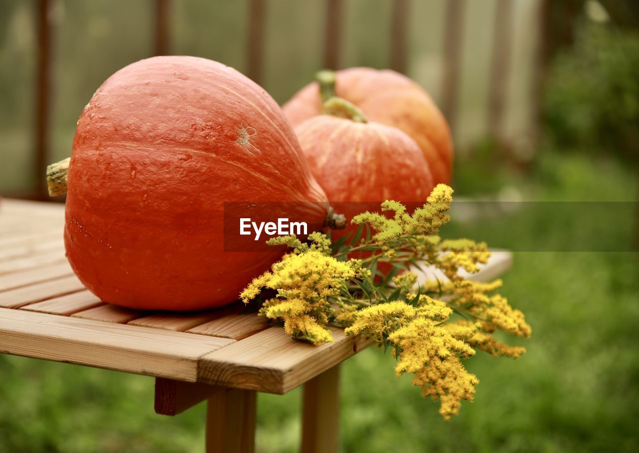 CLOSE-UP OF PUMPKIN ON TABLE DURING AUTUMN