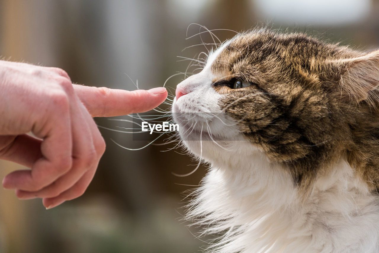Close-up of hand feeding cat
